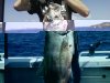 Gold Spot Trevally